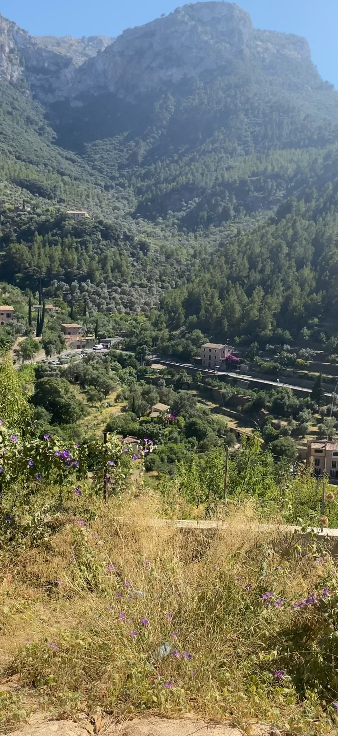 Soller